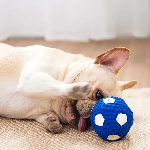 zeze 애견 추천 베스트8