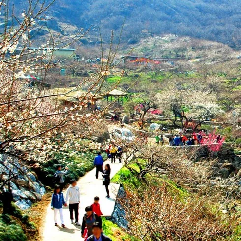 전라도 봄꽃 내돈내산 추천 정보 가격 비교 확인하세요