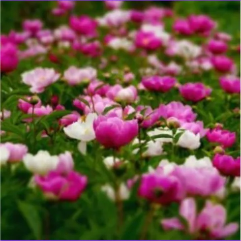 전라도 봄꽃 추천 판매량이 높고 인기 있는 제품 가격 비교