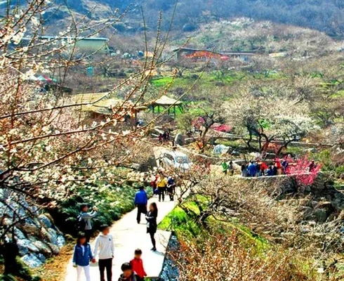 전라도봄꽃 추천 (인기 브랜드 순위 가격 비교) 제품정보 TOP10