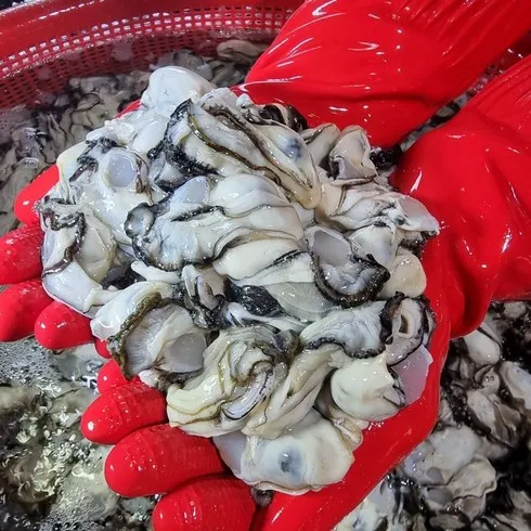 통영미조수산 추천 제품 Best 구매 가이드 가격 비교