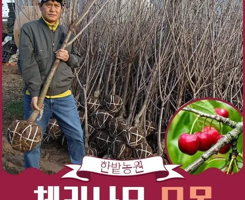 체리나무묘목 추천 제품 최저 가격 비교하고 구입했어요