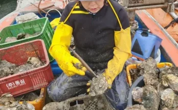 벚굴 추천 베스트8