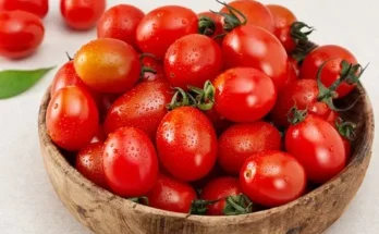 스테비아토마토 추천 리스트 및 가격 비교 내돈내산 정보 확인