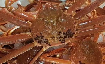 영덕대게 추천 판매량이 높고 인기 있는 제품 가격 비교